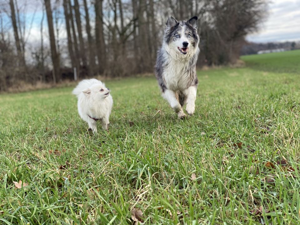 Gassiservice Hundebetreuung Gassi gehen in Mönchengladbach