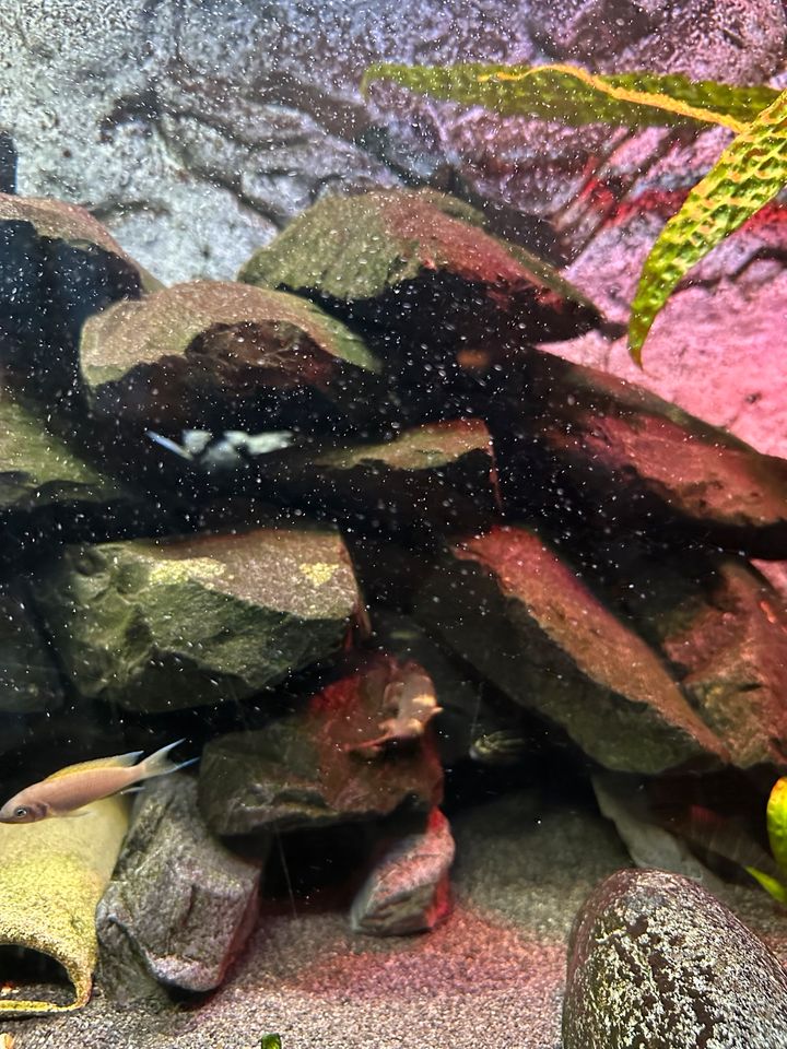 Aquariensteine Höhlenaufbau schwarz anthrazit Basalt Malawi in Rheinstetten