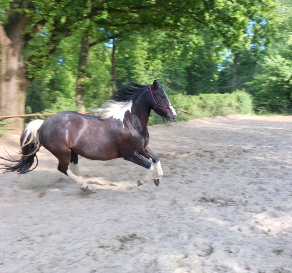 erfahrene Reit- und Pflegebeteiligung für tolles Pony gesucht in Essen