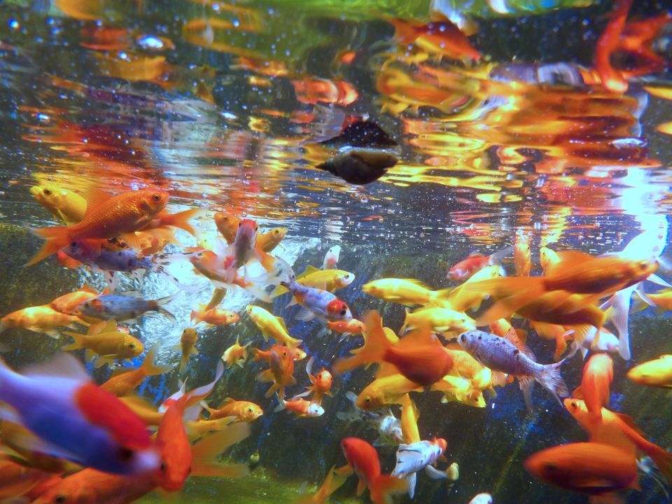 Teichfische kaufen in Bückeburg