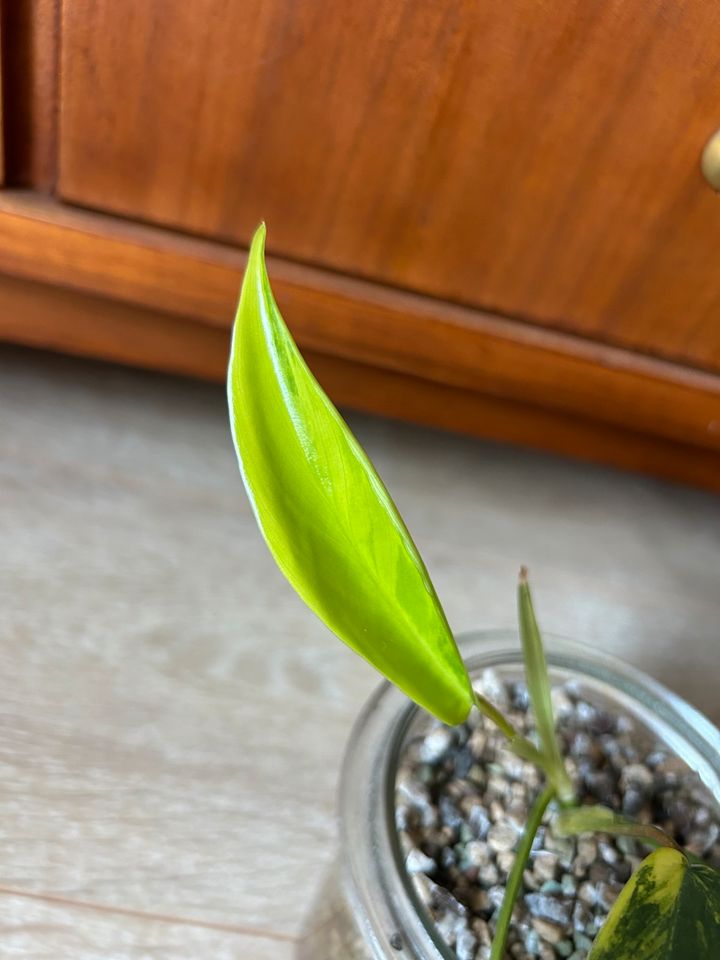 Philodendron Florida Beauty in Aachen