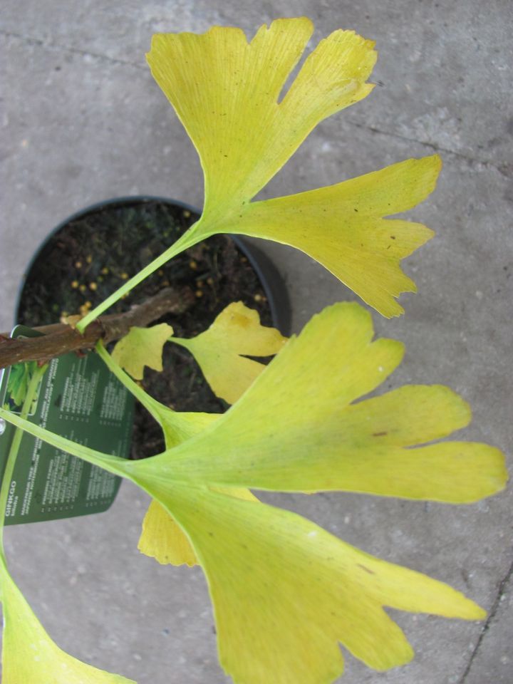 Ginkgo biloba Mariken Stamm Kugel Fächerblattbaum Ginko selten in Saterland