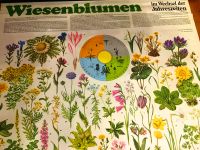 Schulwandkarte Wiesenblumen Natur Schulkarte Lehrtafel Dekoration Saarbrücken-Halberg - Ensheim Vorschau