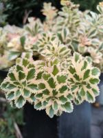 Panaschiertes Sedum Bielefeld - Ubbedissen Vorschau