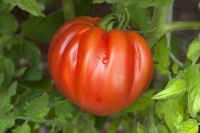 Ochsenherz rot, Raritäten alte Sorten Tomaten Pflanzen Berlin - Reinickendorf Vorschau