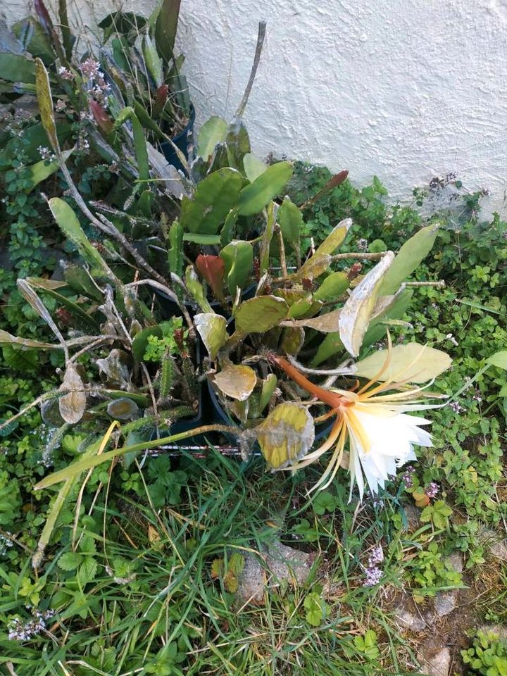 Epiphyllum oxypetalum, Königin der Nacht Kakteen weiß & rot in Flein