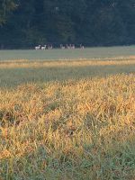 Koppel/Wiese zur Pacht gesucht Schleswig-Holstein - Schönberg (Holstein) Vorschau