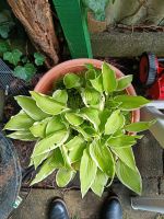 Funkie Hosta Francee blau blühend Kiel - Ravensberg-Brunswik-Düsternbrook Vorschau