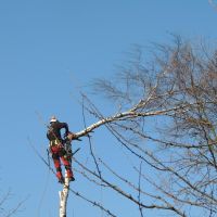 Baumpflege - Baumfällung - Gartenpflege Nordrhein-Westfalen - Gelsenkirchen Vorschau