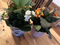 Kalanchoe orange & weiß Schleswig-Holstein - Lübeck Vorschau