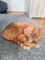 Katze kastriert Weibchen rot orange jung getigert Simba Nordrhein-Westfalen - Horn-Bad Meinberg Vorschau
