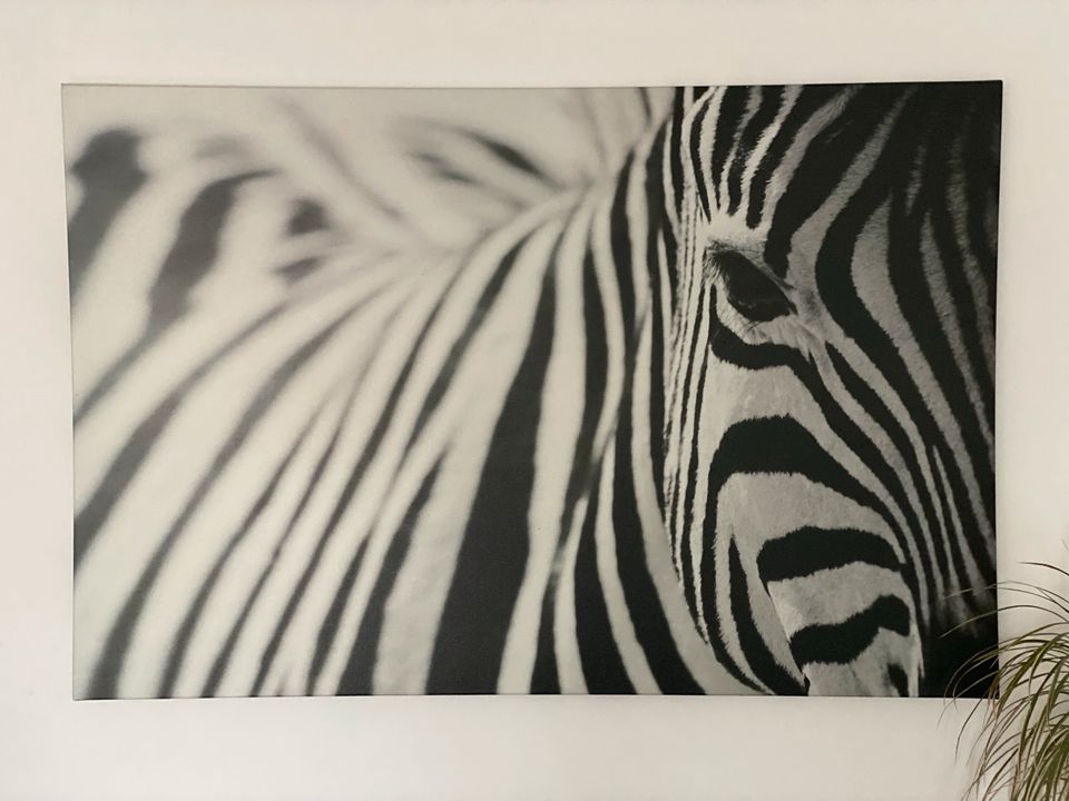 Bild auf Leinwand Zebra in Neckargemünd