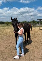 Physiotherapie/ Ostheopatie für Pferde Hessen - Michelstadt Vorschau