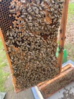 Ableger Carnica Bienen Königinnen Niedersachsen - Bersenbrück Vorschau