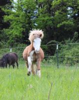 3 jährige Helmscheckstute Isländer Islandpferd Bayern - Burgwindheim Vorschau