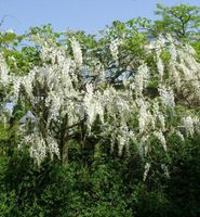 Edelblauregen Clara Mack 60-80cm - Wisteria floribunda Niedersachsen - Bad Zwischenahn Vorschau