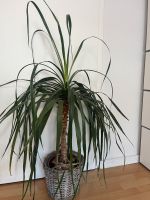 Elefantenfuß/Palme 1 Meter Innenstadt - Köln Altstadt Vorschau