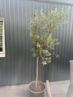 Schöner großer Olivenbaum Nordrhein-Westfalen - Krefeld Vorschau