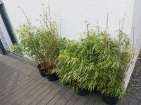 Bambuspflanzen Fargesia Rufa 100 - 135cm Hecken bambus Nordrhein-Westfalen - Neukirchen-Vluyn Vorschau