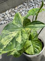 Syngonium Mottled Mojito Nordrhein-Westfalen - Dinslaken Vorschau