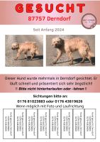 Hund vermisst?! Bayern - Kirchheim in Schwaben Vorschau