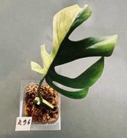 Rhaphidophora Tetrasperma Variegata ALBO - Monstera Minima - R96 Köln - Zollstock Vorschau