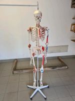 Menschliches Skelett Modell Bayern - Erlangen Vorschau