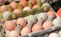 frische Hühnereier zum Essen Speiseeier Nordrhein-Westfalen - Rommerskirchen Vorschau