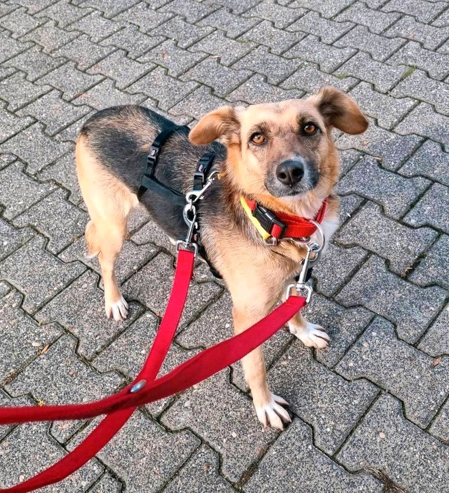 Marla - menschenbezogene Hündin sucht ihr Zuhause❤️ in Hameln