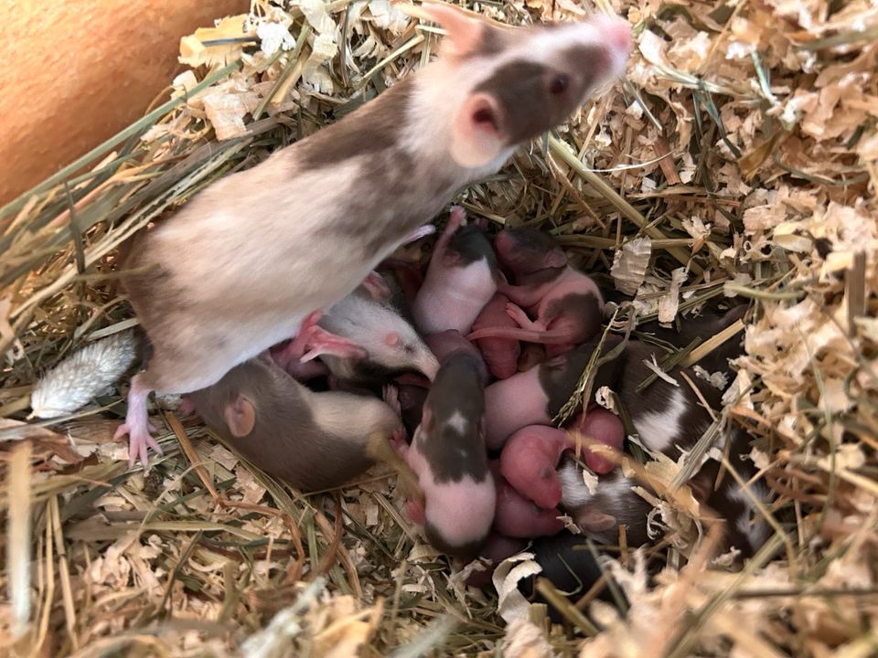 ❤️viele junge Farbmäuse /Mäuse❤️ weiblich&männlich in Rudersberg