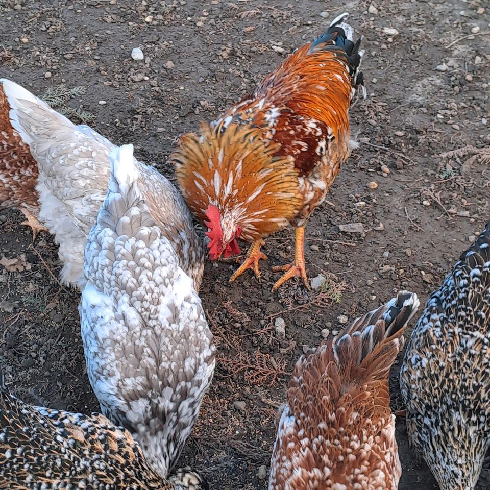 Schwedische blumenhühner bruteier blumenhuhn hühner eier in Hebertshausen
