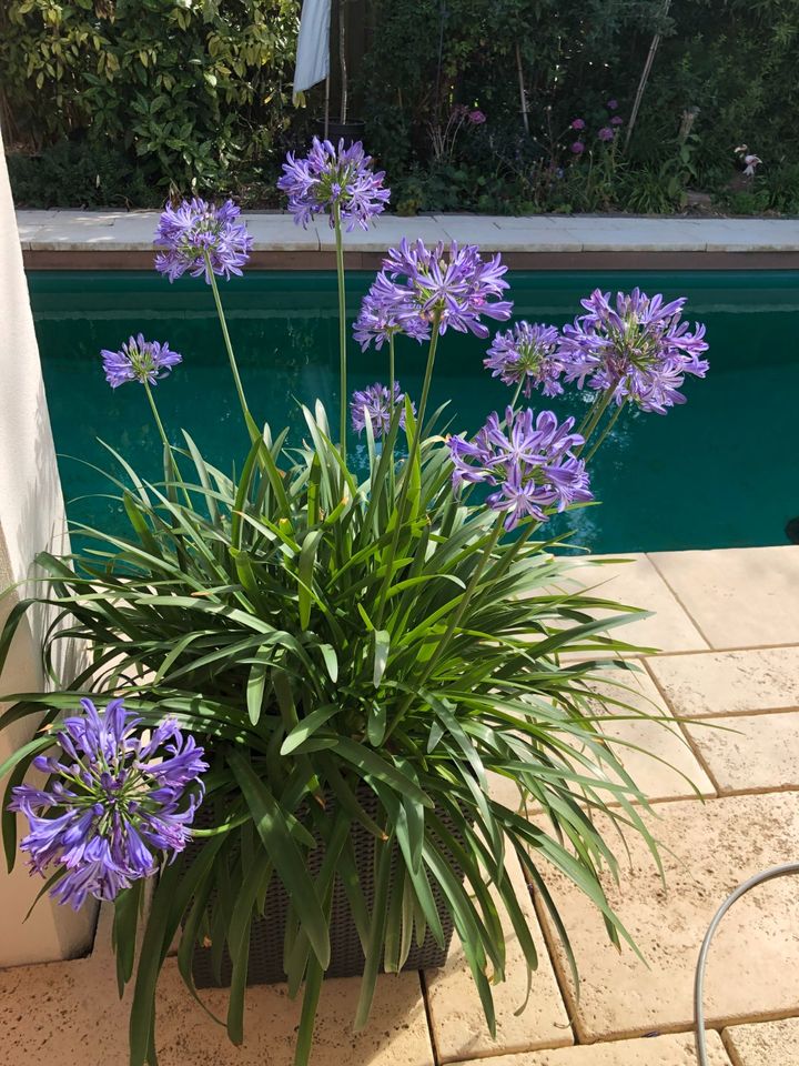 Agapanthus - immergrün in Wiesbaden