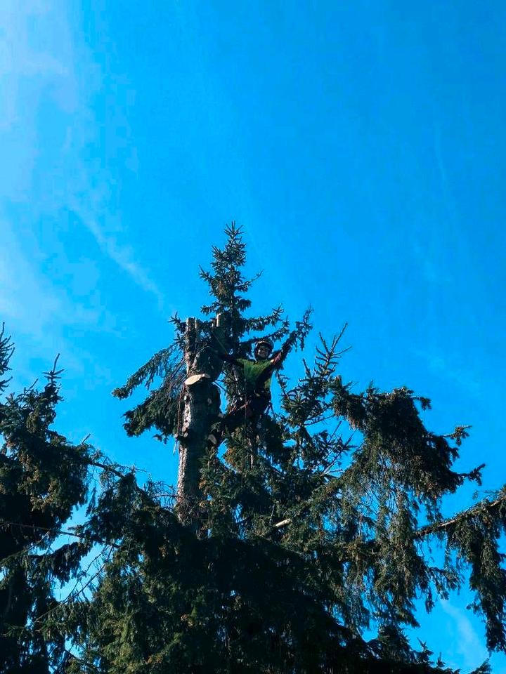 Baumfällung, Baumkletterer, Problemfällung, Baum Abtragen in Peißenberg