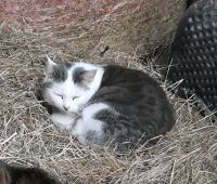 Kater weiß hellgrau grau getigert Remchingen Singen entlaufen Baden-Württemberg - Remchingen Vorschau