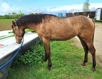 Wunderschöne Quarter Horse Stute, Jährling Bayern - Offenhausen Vorschau