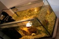 Aquarium 40 l mit "Tetra" Filter. 70€ VB Nordrhein-Westfalen - Bünde Vorschau