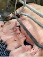 Mitarbeiter*in für Ferkelbetreuung, ab 16€, Tierwirt, Landwirt Niedersachsen - Gyhum Vorschau