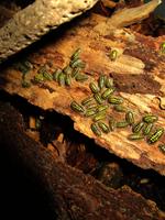 Asseln - Isopoden Armadillidium gestroi Nordrhein-Westfalen - Burbach Vorschau