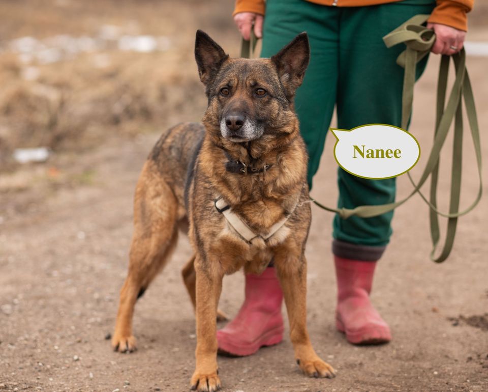 Tierschutz Hündin Nanee Sucht ein liebevolles Zuhause! in Berlin