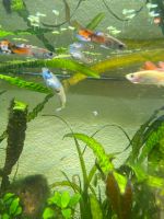 Guppys verschiedene Größen Baden-Württemberg - Angelbachtal Vorschau