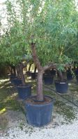 Mandelbaum marcona (Prunus dulcis) Stammumfang ab 8/12 bis 50/60 Nordrhein-Westfalen - Recklinghausen Vorschau