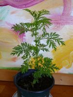 3 Pflanzen Artemisia annua einjähriger chinesischer Beifuß 4-5 cm Bayern - Ziemetshausen Vorschau