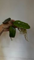 Hoya globulosa Niedersachsen - Stuhr Vorschau