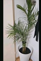 Zimmerpflanze mit hohem weißem Topf. Für selbstabholer Berlin - Spandau Vorschau