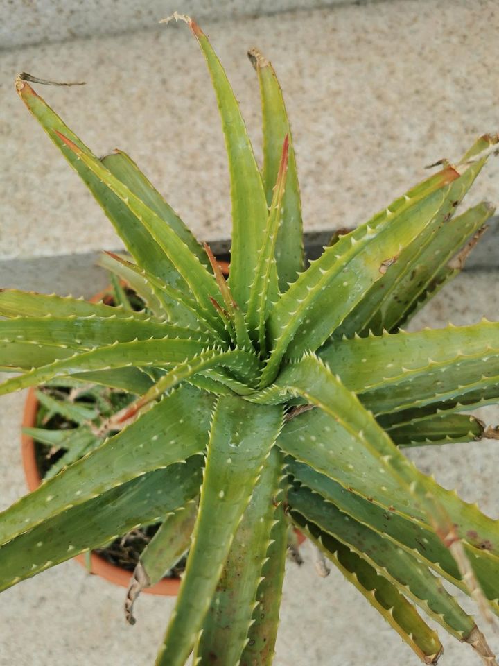 Baum-Aloe, Aloe arborescens, echte Heilpflanze mit Topf in Troisdorf