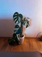 Monstera Albo Variegata in Lechuza Topf mit Thiccly Rankstaab Schleswig-Holstein - Probsteierhagen Vorschau