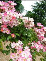 Ballerina Rose David Austin große Pflanze insektenliebling Baden-Württemberg - Heidelberg Vorschau