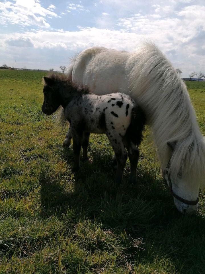 Ponyhengst, Shetty, Tigerschecke in Kabelsketal