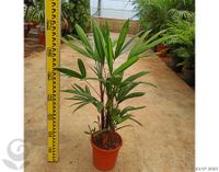 Steckenpalme Rhapis Excelsa Zimmerpalme Zimmerpflanze 70cm Nordrhein-Westfalen - Nordkirchen Vorschau