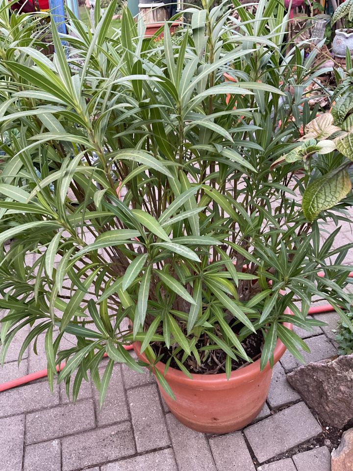 Oleander Pflanzen in Samswegen